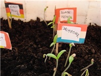 a256dbdc-Paradajzi niknuli dio2 (640x480).jpg